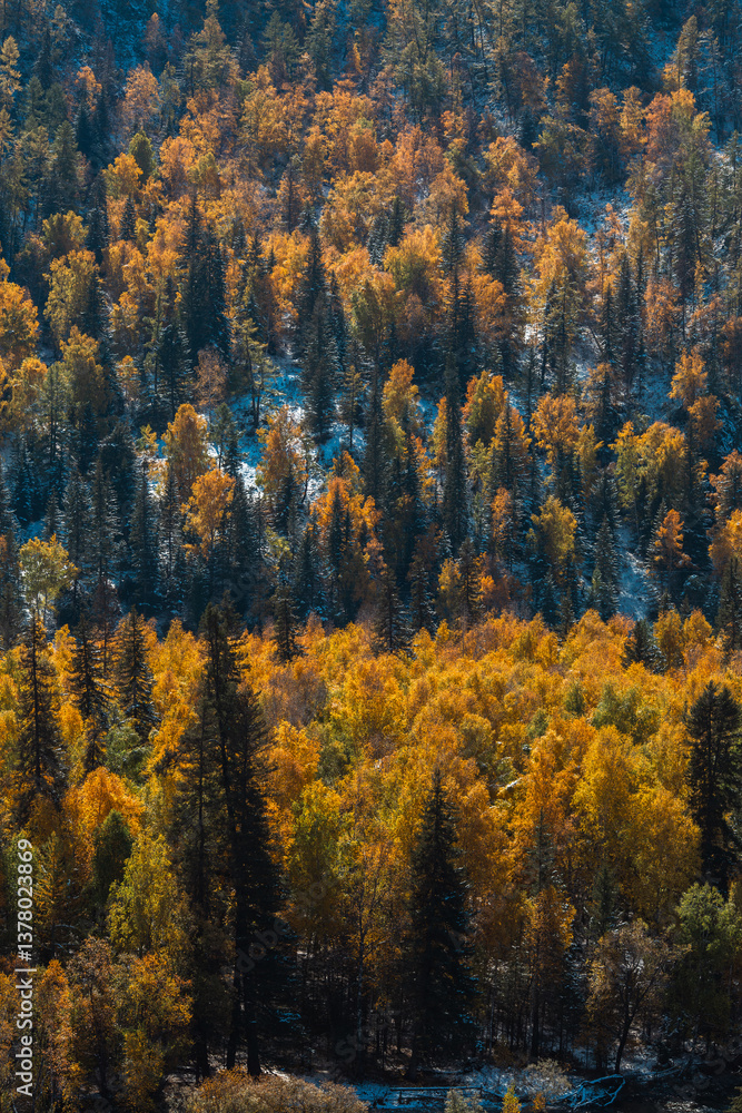A golden autumn forest in the mountains of the Altai Republic, Russia.