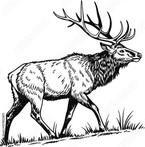 Majestic Elk Walking, Wild Nature, Antlered Buck, Black Ink Drawing