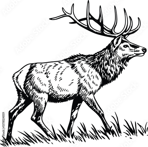 Majestic Elk, Wild Animal, Nature Illustration, Graphic Art, Black and White, Forest Creature, Antle
