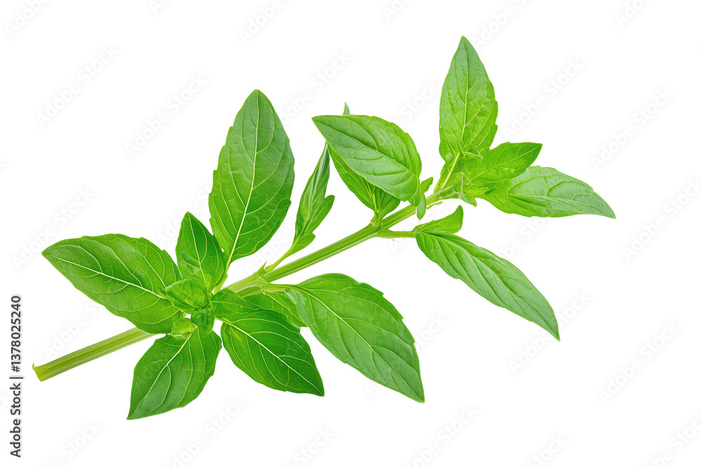 Fresh green basil sprig with vibrant leaves Fresh green basil sprig with vibrant leaves