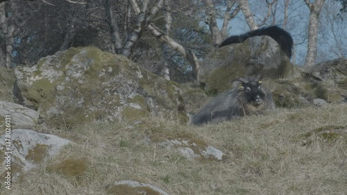 Goats and kid baby goats grazing on grass and relaxing in Norway