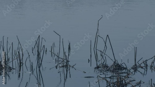 Reed swaying in the wind on a small lake in Norway