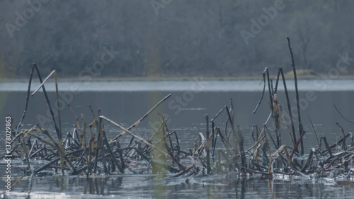 Reed swaying in the wind on a small lake in Norway