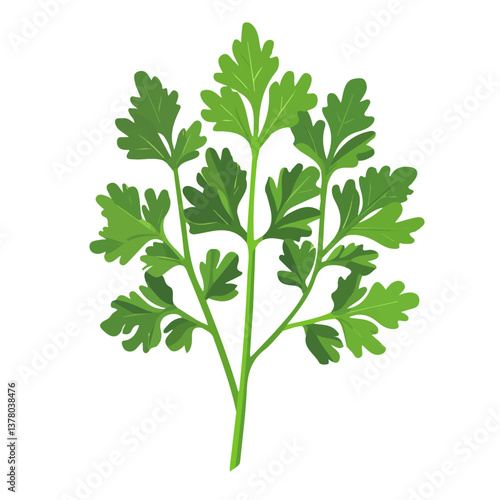 Parsley, Flat vector, minimalist design, isolated on a white background.