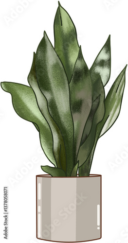 succulent plant in a pot