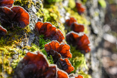 Mushroom Auricularia auriculata (Auricularia auricula-judae) grows in green moss in backlit sunlight