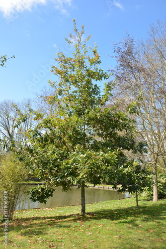 Quercus rysophylla Maya_Loquat Oak 