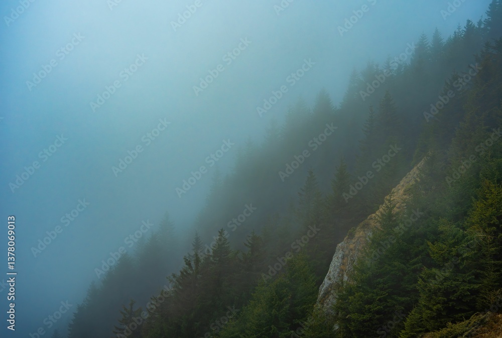 Obraz premium Misty Forest Hillside