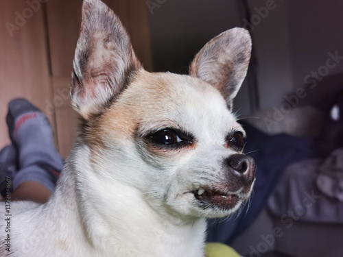 angry chihuahua head