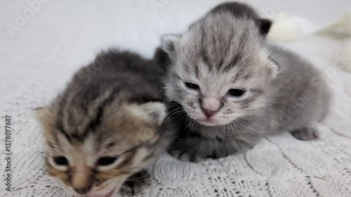Cute newborn kittens snuggle together on a knitted plaid