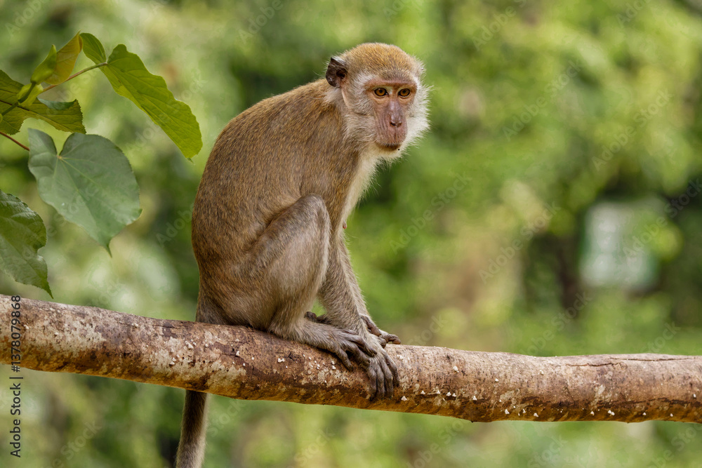 Long-tailed macaque Long-tailed macaque