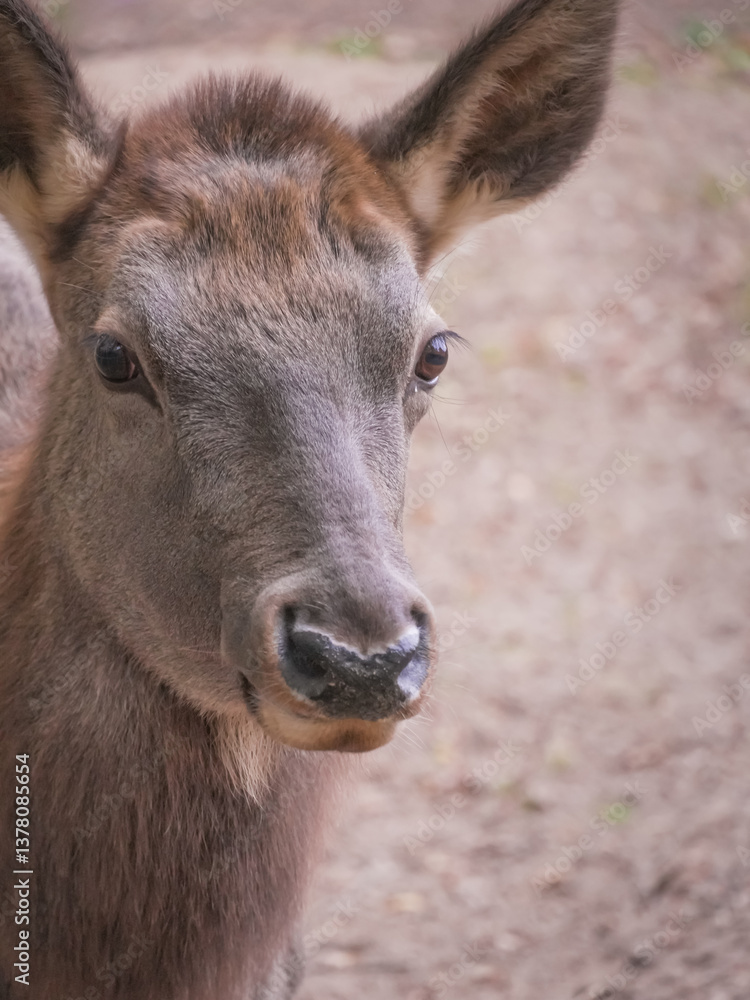 Close-up of a young deer calf showing curiosity and alertness in its natural habitat, a wildlife sanctuary provides a safe haven for these majestic creatures. Vertical photo Close-up of a young deer calf showing curiosity and alertness in its natural habitat, a wildlife sanctuary provides a safe haven for these majestic creatures. Vertical photo