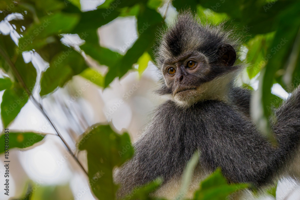 Fototapeta premium Thomas's leaf monkey 