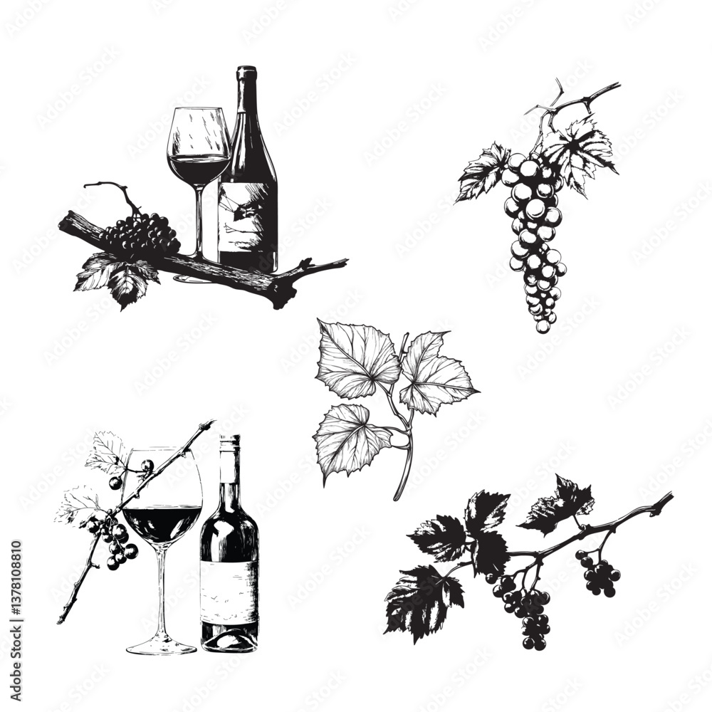 Fototapeta premium Hand-Drawn Wine Branches Illustration – Vintage Engraving Style 