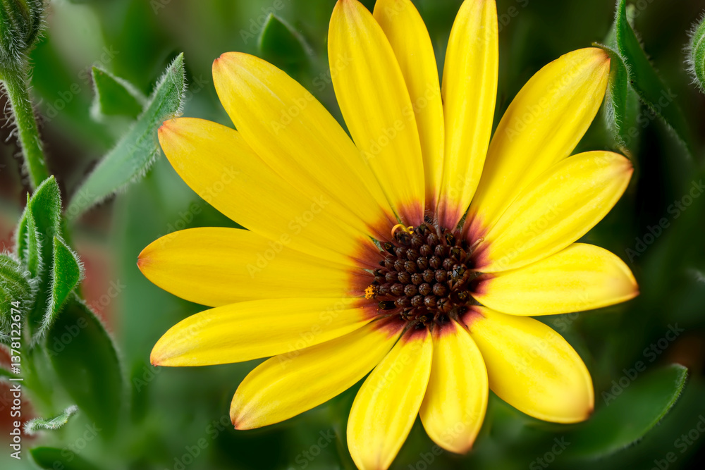 Obraz premium Bright yellow flower blooming in a lush garden