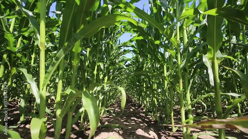 Corn field view from below, rows of green corn crops. Clean rows in corn crops