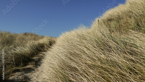 Dühne am Meer