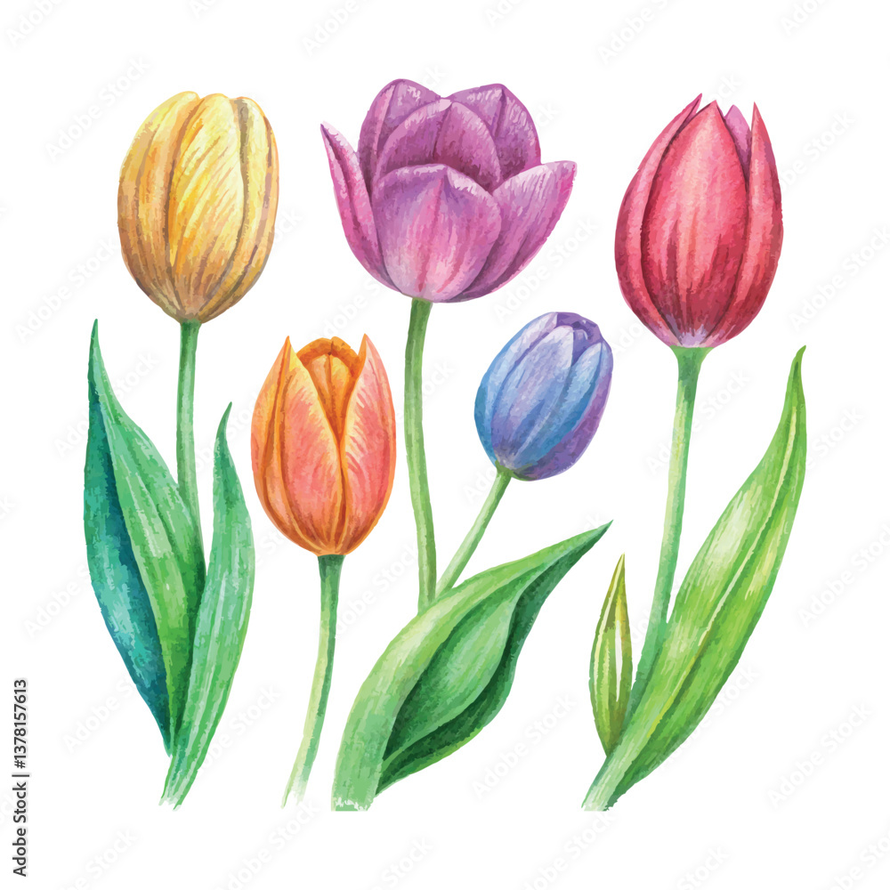 Fototapeta premium Hand pencil drawing style colorful tulips botanical illustration vector set