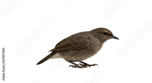 Isolated Small Brown Bird Perched on a Surface
