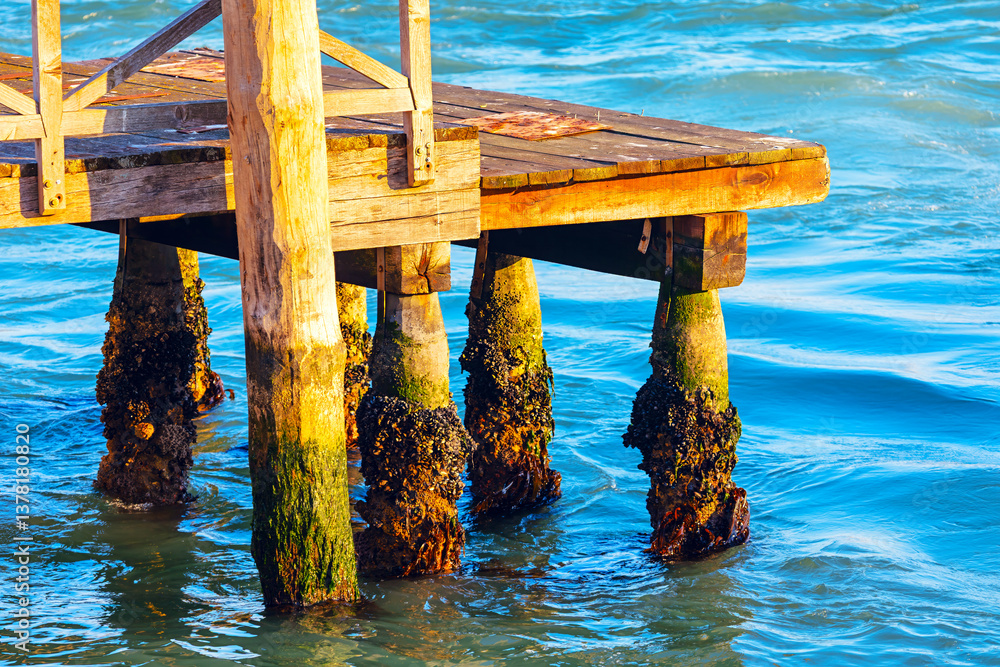 Weathered wooden pier, its posts partially submerged in serene water and coated with mix of algae and barnacles. Scene highlights enduring connection between human construction and marine environment