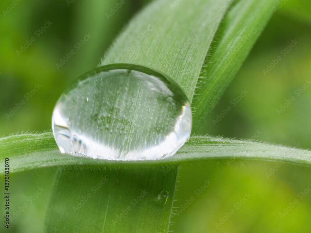 close-up of water droplet on green grass blade