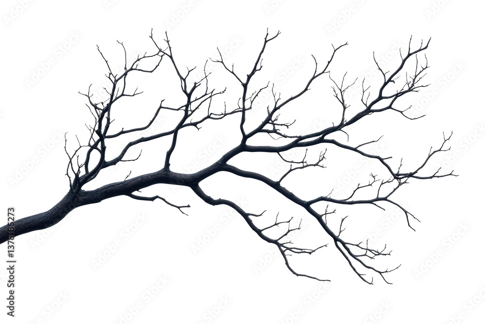 Intricate black tree branch with detailed twigs against black background, cut out