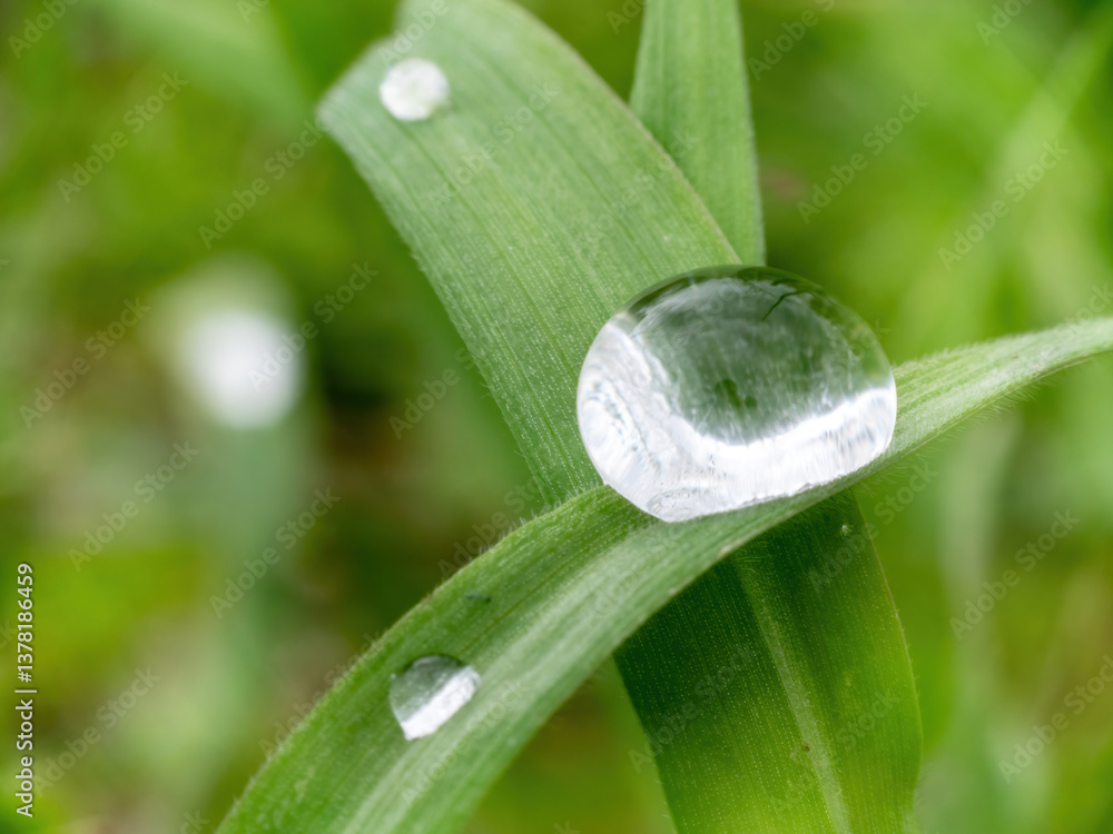 close-up of water droplet on green grass blade