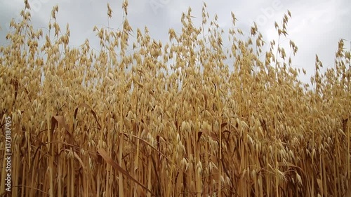 Oat field in summer close up