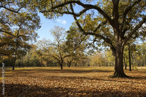 Pecan Orchard in Autumn A serene pecan orchard with golden leaves carpeting the ground and clusters of pecans hanging on branches