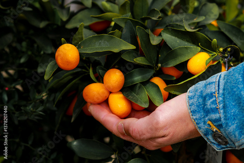 man picking oranges
