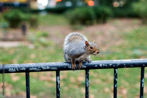 Obraz na płótnie New York City squirrel in the city center w salonie