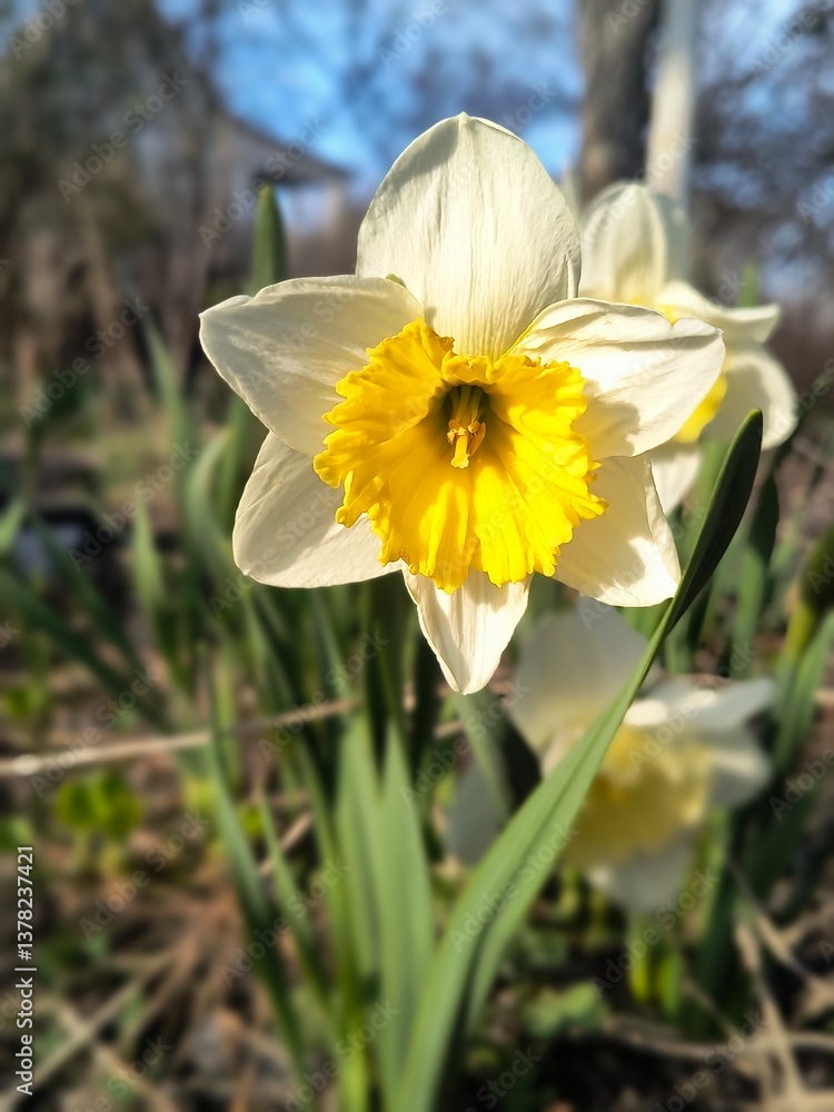 Fototapeta premium Spring flowers bloom in a garden under clear blue skies during daylight hours