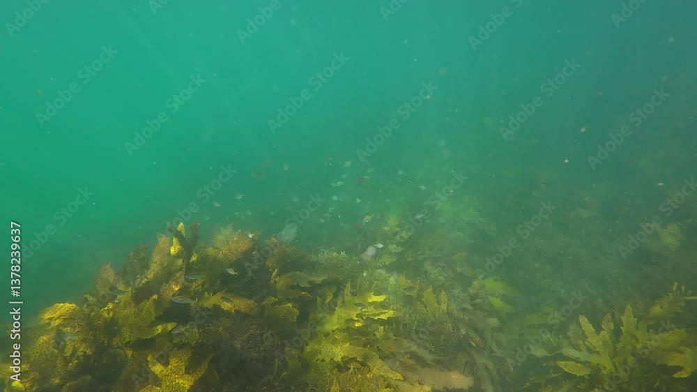 Seaweed coral with few small fish. Seaweed coral with few small fish.