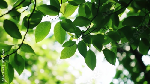 Sunlight filters through the vibrant green leaves of a tree, creating a mesmerizing display of light and shadow, capturing the essence of growth, renewal.