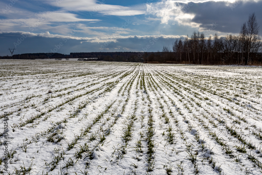 Obraz premium Field covered in snow with a few trees in the background