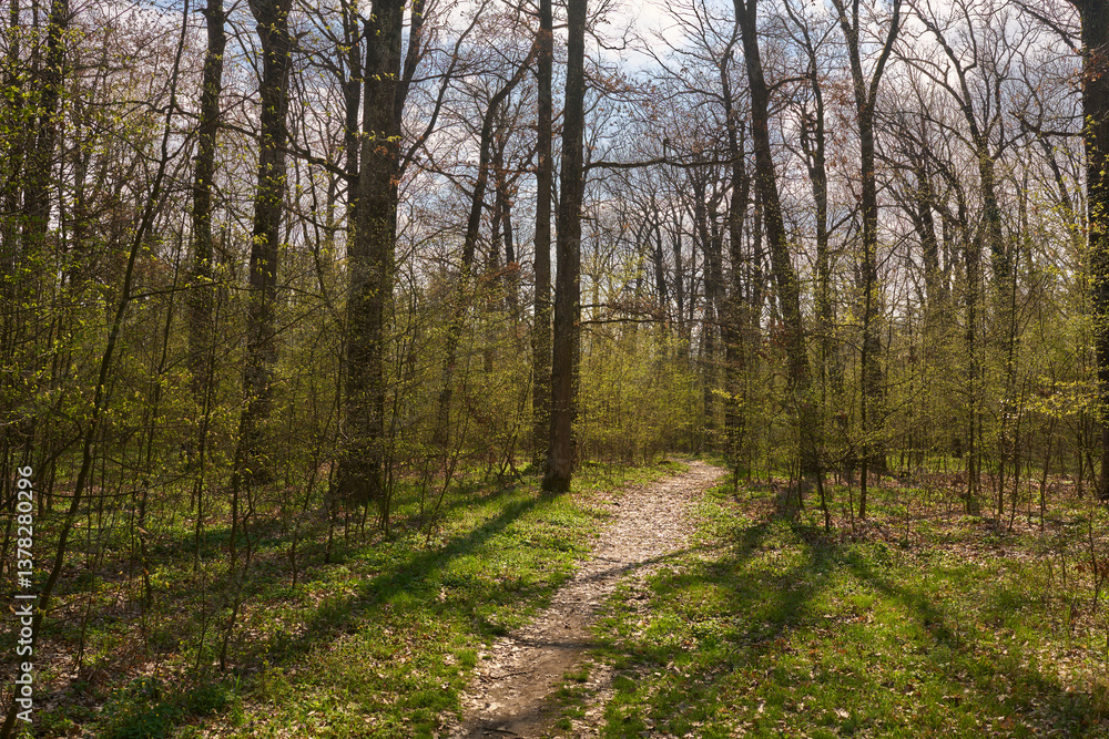 Fototapeta premium Spring forest trail with sunlight...2/2.........