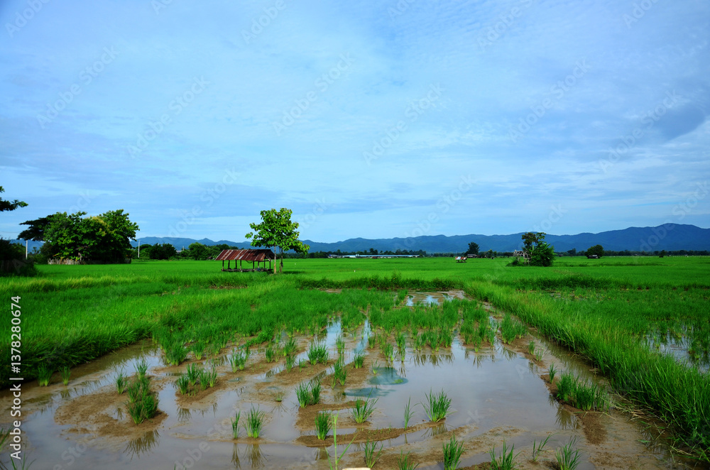 Fototapeta premium View of landscape of Paddy or rice field and hut in morning time
