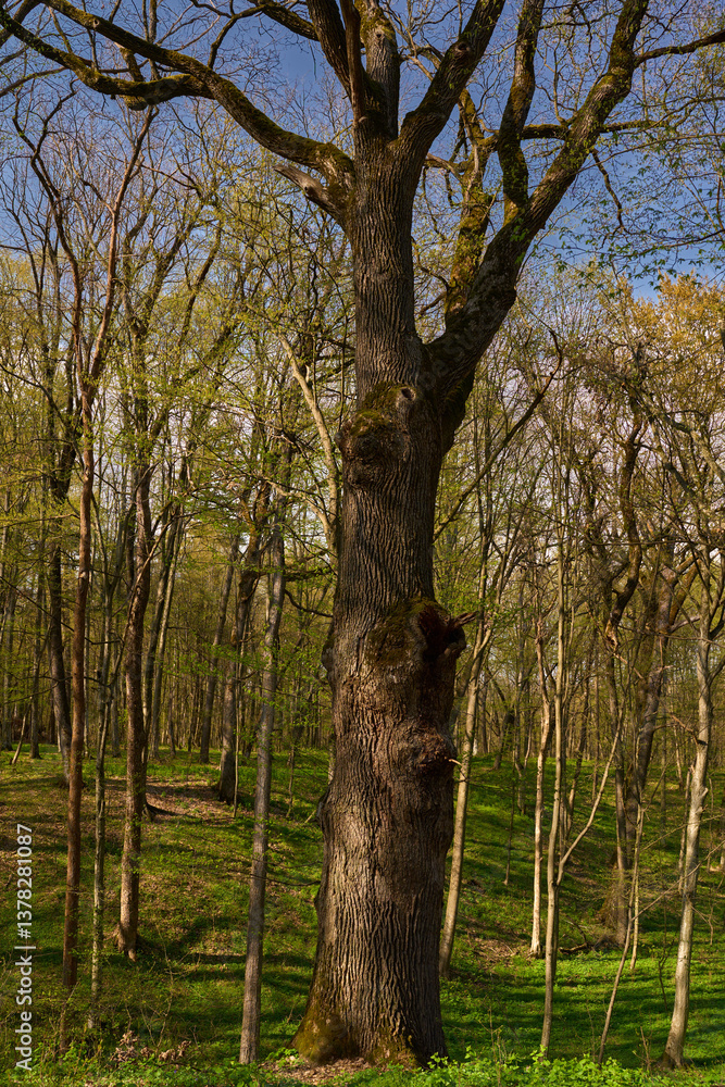 Fototapeta premium Old oak tree in spring forest.........