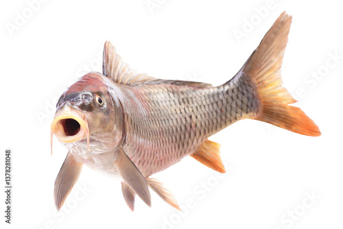 Obraz na płótnie Fish carp isolated on white background w salonie
