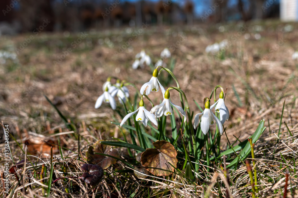 Snowdrop flowers bloom in early spring in a sunny meadow
