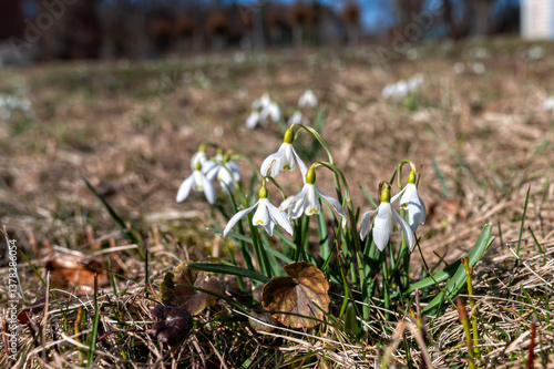 Obraz na płótnie Snowdrop flowers bloom in early spring in a sunny meadow w salonie