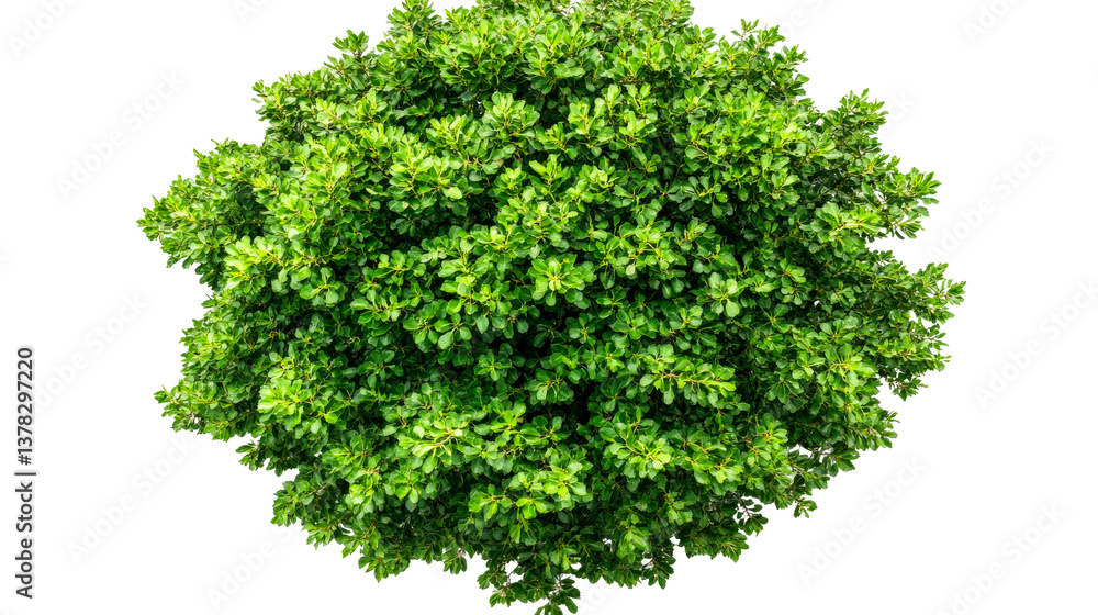 Lush green bush in the shape of a ball, top view, cut out transparent Lush green bush in the shape of a ball, top view, cut out transparent