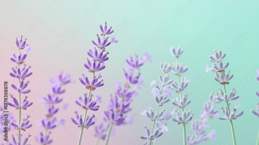 Fototapeta premium Serene Lavender Blossoms in Pastel Hues a Delicate Floral Display with Soft Focus and a Dreamy Background Evoking Calm and Tranquility