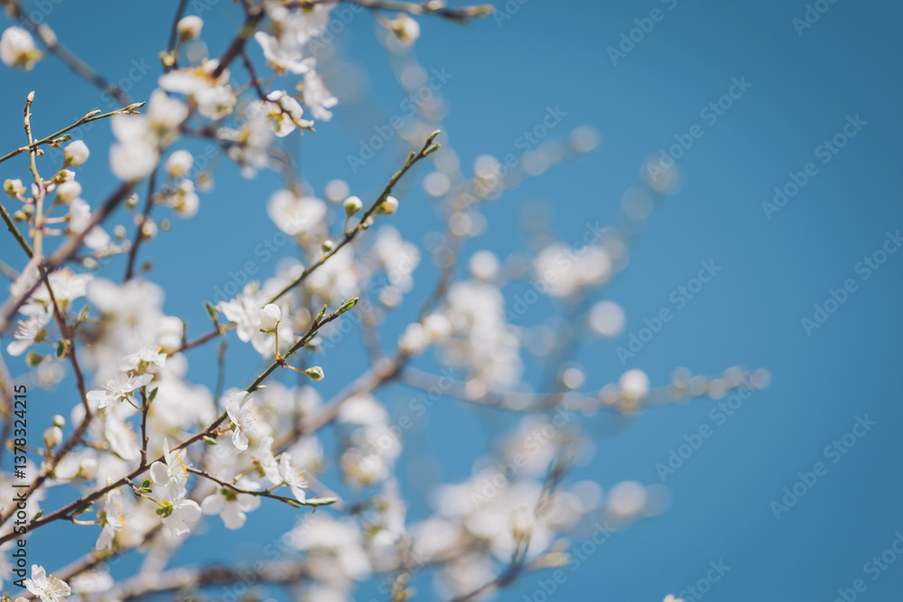 Blossoming cherry tree branches stretch towards the clear blue sky in a serene spring afternoon, celebrating nature's beauty and renewal. Blossoming cherry tree branches stretch towards the clear blue sky in a serene spring afternoon, celebrating nature's beauty and renewal.