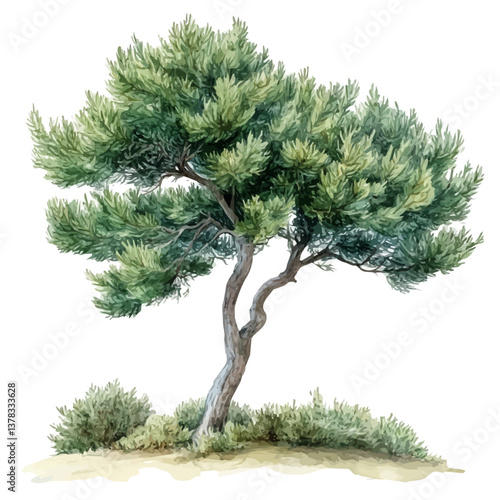 A watercolor vector painting of Juniper tree, isolated on a white background.

