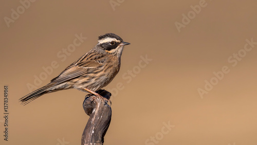 Radde`s Accentor