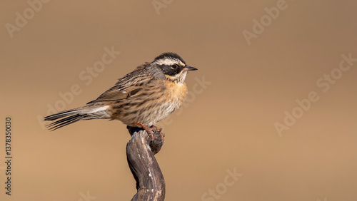 Radde`s Accentor