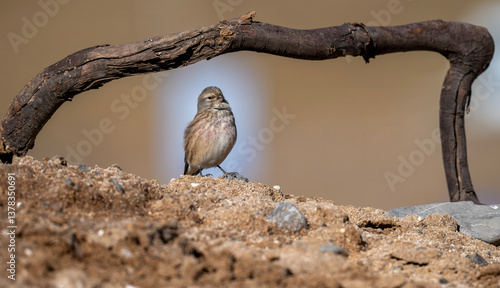 bird on the ground