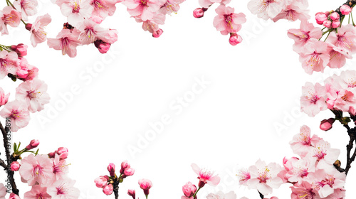 Sakura flower frame in bloom against dark background, cut out transparent