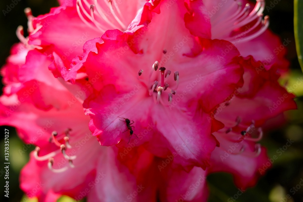 Obraz premium Flor de azalea rosa y blanca con hormiga dentro 